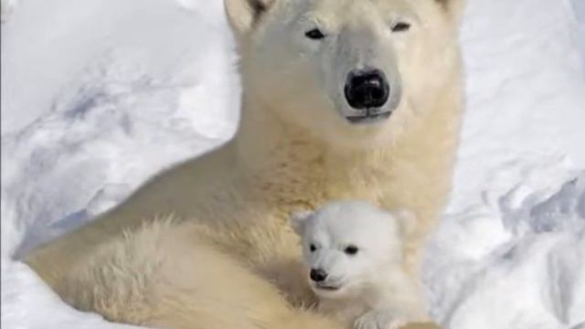 Геометрия вокруг нас смотреть онлайн