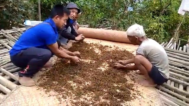 Artisanal black tea processing