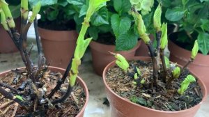 Какие же они-эти полуфабрикаты? #Гортензиякрупнолистная , #полуфабрикаты