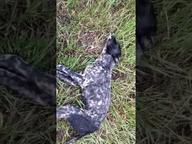 01.05.2023Кого будут убивать следующими коз или хозяев? УК РФ ст. 245. #астраханскаяобласть смотреть онлайн