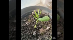 Как размножить лимон и мандарин Черенкование,ЧИТАЙ ОПИСАНИЕ