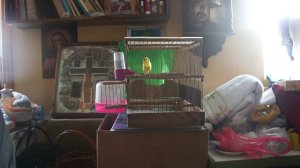 канарейки на бубенцах, игра овсянок / февраль 2018