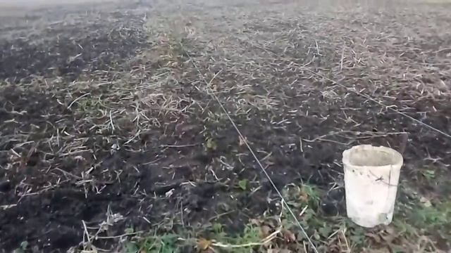 посадка ремонтантной клубники