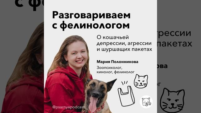 Разговариваем с фелинологом о кошачьей депрессии, агрессии и шуршащих пакетах