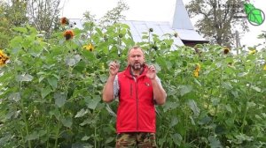 КАК ВЫРАСТИТЬ КРУПНЫЙ СОЧНЫЙ ЛУК БЕЗ СТРЕЛОК.