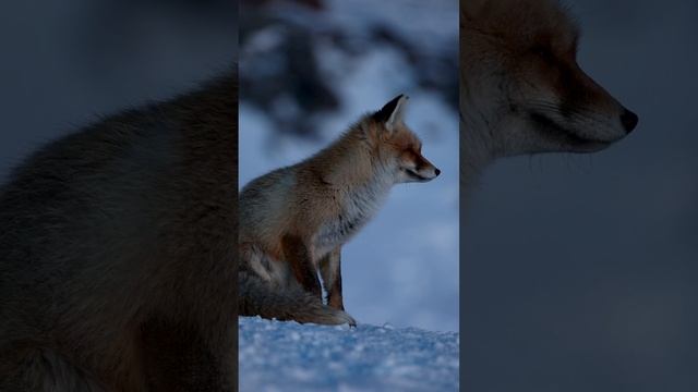 Лиса в городской квартире? Как ухаживать за лисой? Лиса и дети. Чем кормить лису?