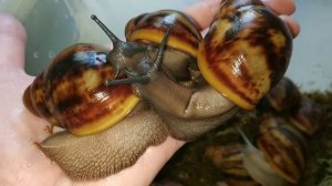 Архахатина маргината овум стандарт (ххл)?)