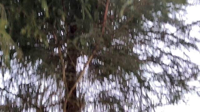 АНАСТАСИЯ. Надевать ли на птиц кольца и памперсы смотреть онлайн