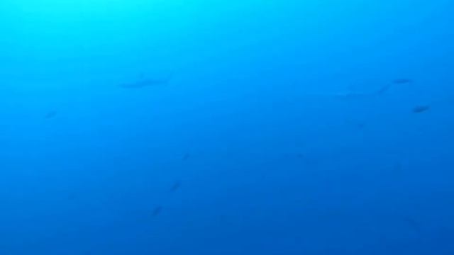 Galapagos Sharks and Hammerheads of Leon Dormido in Galapagos смотреть онлайн