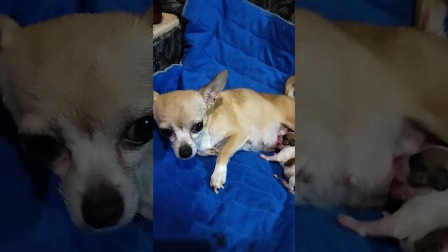 Папа мальтийская болонка, мама чихуахуа  #ставрополь #собака #пудель #cat #dog #мальтипу #сочи #пу