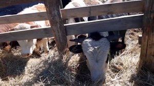 🐃Выращивание бычков на мясо в Сибири.🐂