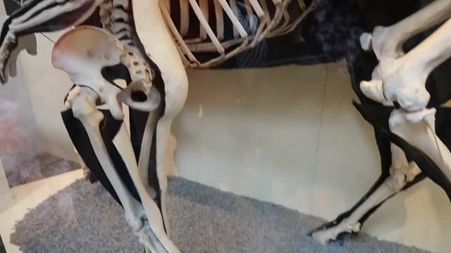 LONDON | Natural History Museum, Garfunkels, Cinnabon & more! смотреть онлайн