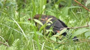 Turdus merula  -  Черные дрозды, взрослые и молодые