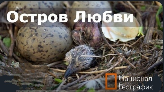 Птенец чайки. Остров любви