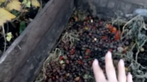 Самое лучшее и натуральное удобрение для грунта! Своими руками.