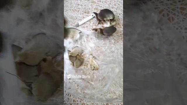 ШОК!!!ЗИМА,А МЫ СОБИРАЕМ ВЕШЕНКУ!!!Shorts
