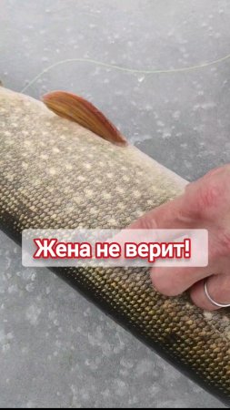 Кто хотел съесть щуку на 3,2кг? #зимняярыбалка #рыбалка #рыбалкавидео #рыбалказимой #жерлицы #щука