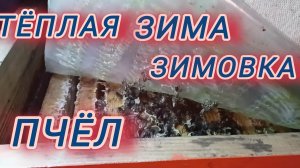 Тёплая зима. Зимовка пчёл.
