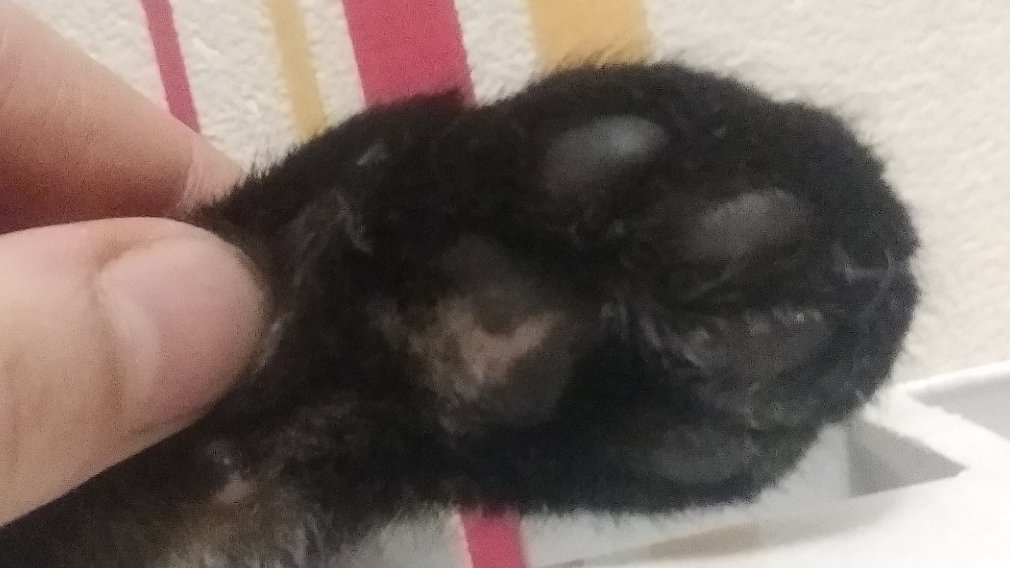 моя лапочка ❤️ #котики#милота#издательствоМилкис