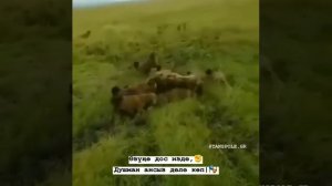 шакалы везде шакалы..