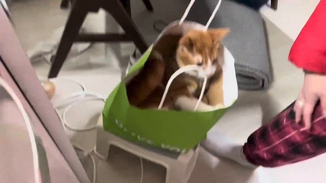 Готовлю горячий салат из папоротника, косари-ча по-корейски