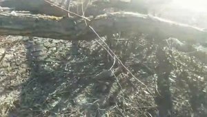 Охота с пневматикой мр512