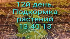 Состояние растений огурца в теплице # землядел #огород