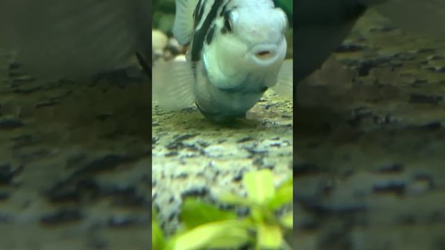 Нерест сапфировых попугайчиков смотреть онлайн