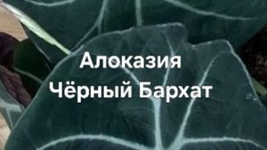 Алоказия Блэк Вельвет на Фитиль