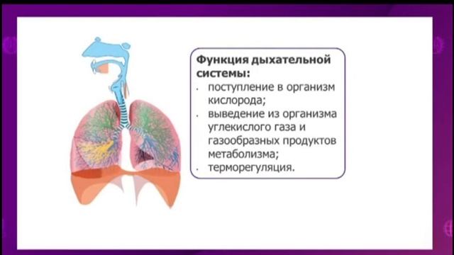 7 класс биология.Строение органов дыхания. Марат Адия 7и