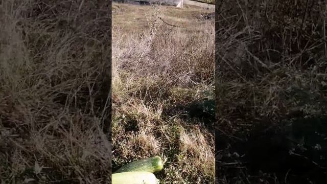 Рецепт приготовления кабачков. смотреть онлайн