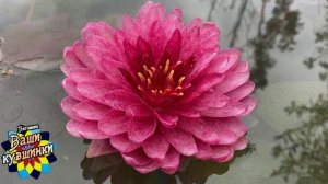 Нимфея Sebolavy (Себолави) кувшинка, waterlily, водные растения, пруд