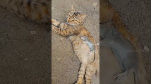 Неуклюжие