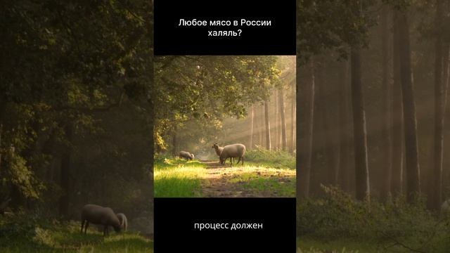 Халяльное мясо #халяль #халяльеда #мусульманскаяеда