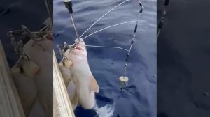 охота на АКУЛ!!! 18+