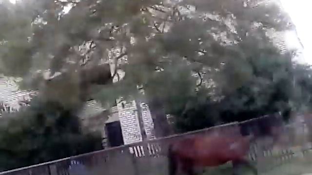 Село Псемён, а за рекой Курджиново, 2020