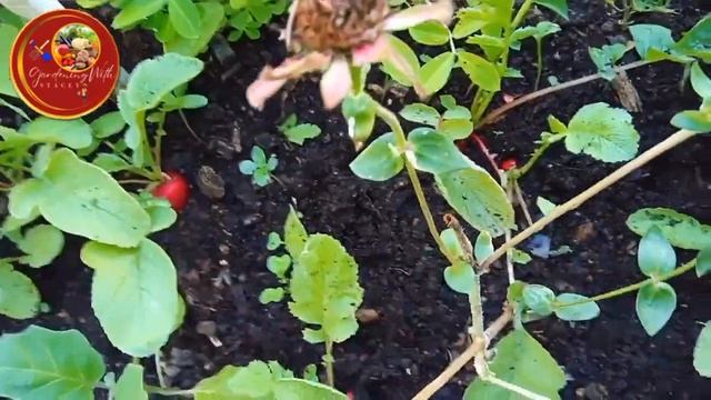 Harvesting Vegetables In Spring In My Jamaican Backyard Garden 🇯🇲 смотреть онлайн