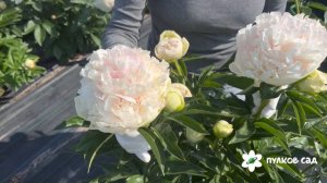 Светлана Седова пион. Пулков сад