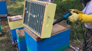 Работа по быстрому удалению пчелы воздуходувкой Makita 600 Вт, проверка отстройки вощины