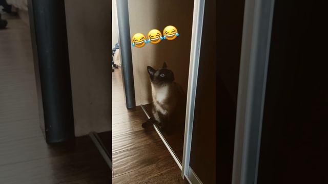 2024 russia котики beautiful