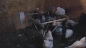 новый закон о птицеводстве.мое мнение...