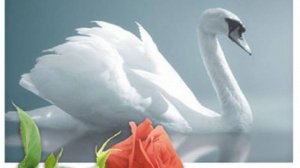 Гений композитор