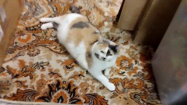 Кошка