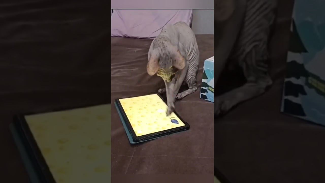 ХиЩнИк ЛыСя смотреть онлайн