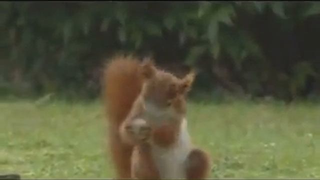Effect of Energy Drink - The Squirrel Effect - Nice Advt. смотреть онлайн