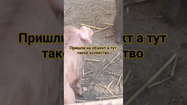 какова красота.
