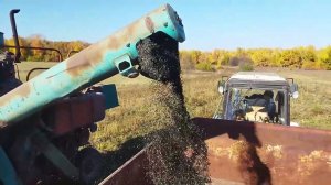 Уборка ПОДСОЛНЕЧНИКА .