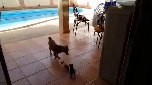 Подбросили котят смотреть онлайн