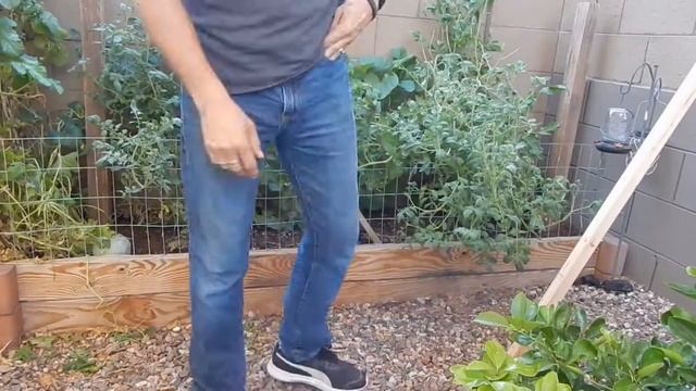 Episode 30: How to Garden in the Desert (Tying up the Tomatoes)