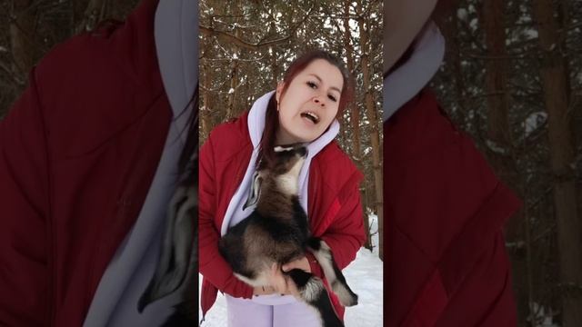 Козлёнок